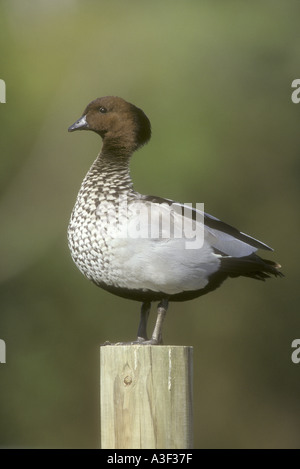 Legno Australiano DUCK Chenonetta jubata Foto Stock