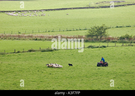 Imprenditore su quattro Wheeler e Border Collie radunare le pecore attraverso pascoli Kilmartin Scozia Scotland Foto Stock