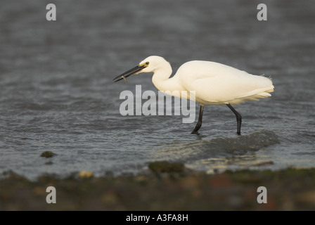 Poco ergret Egretta garzetta con la RFI in estuario di marea NORFOLK REGNO UNITO Foto Stock
