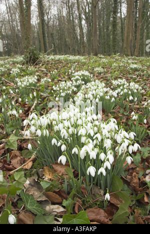 Snowdrops galanthus nivalis flowering in damp woodland Norfolk UK February Foto Stock