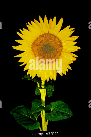 Unico girasole luminoso contro uno sfondo scuro Foto Stock
