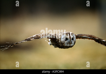 Allocco in volo. Foto Stock