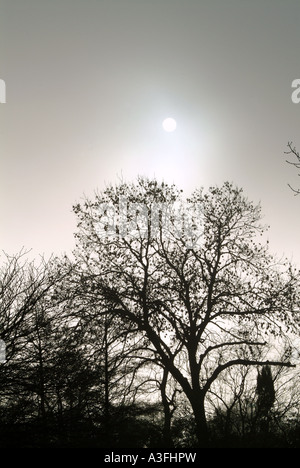 Dicembre nebbia a Regents Park London Foto Stock