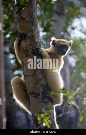 Golden Sifaka sugli alberi Daraina Madagascar Foto Stock