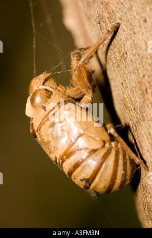 Cicala vuota di esoscheletro di sinistra su un albero Ankarana Madagascar Foto Stock