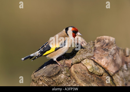 Cardellino Carduelis carduelis appollaiato sul log in cerca avviso con bello sfondo pulito potton bedfordshire Foto Stock