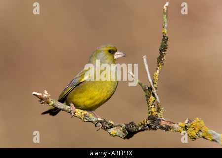 Verdone Carduelis chloris arroccato su un lichene coperto elder ramoscello cercando avviso con bello sfondo pulito potton bedfordshire Foto Stock
