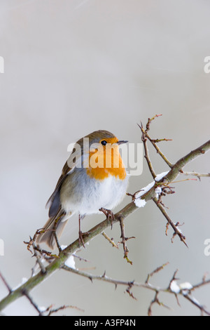 Robin Erithacus rubecula cercando alert appollaiato sulla coperta di neve biancospino ramoscello con nice background potton bedfordshire Foto Stock