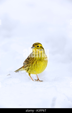 Maschio di Zigolo giallo Emberiza citrinella in piedi nella neve cercando alert potton bedfordshire Foto Stock