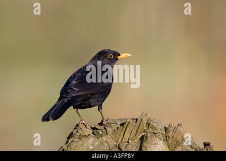 Maschio di Merlo Turdus merula in piedi sul log in cerca avviso con bello sfondo pulito potton bedfordshire Foto Stock