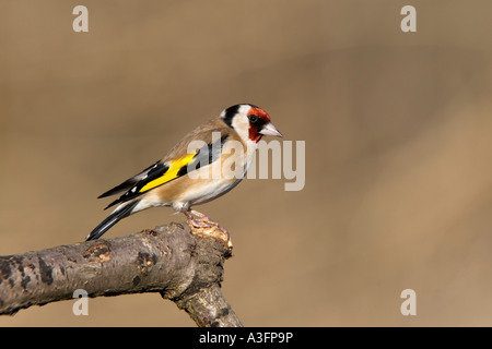 Cardellino Carduelis carduelis sat sul ramo cercando avviso con bello sfondo pulito potton bedfordshire Foto Stock