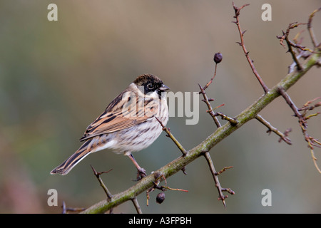 Voce maschile Reed bunting Emberiza schoeniclus sat su hawthorne ramoscello cercando avviso con bello sfondo pulito potton bedfordshire Foto Stock