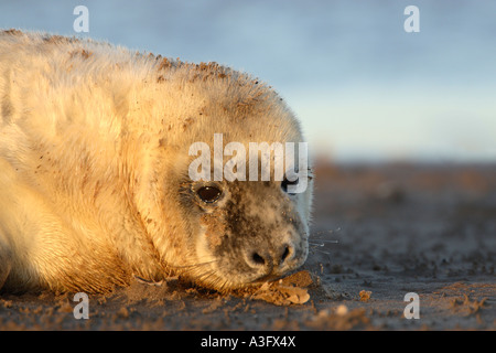 Guarnizione grigia Halichoerus grypus pup close up che mostra la testa e le spalle in una luce calda Foto Stock