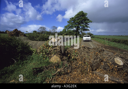 Albero caduto dopo il blocco STORM country road vicino al villaggio di Thorner Yorkshire Regno Unito Foto Stock