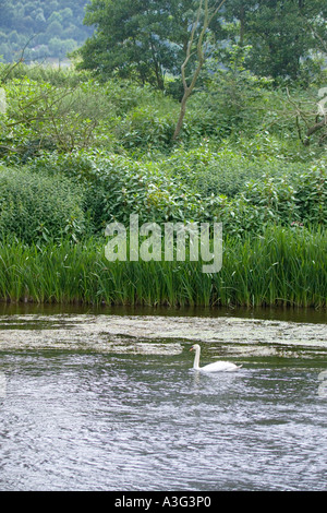 Cigno sul fiume Wye vicino Ponte Huntsham, Herefordshire Foto Stock