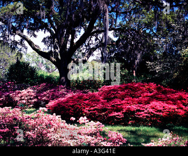 Orton Plantation Gardens Vicino a Wilmington in North Carolina con enormi cespugli di azalea in piena fioritura Foto Stock