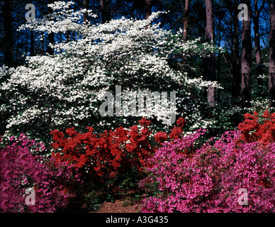 Greenfield Giardini a Wilmington, nella Carolina del Nord mostra sanguinello alberi e cespugli di azalea in primavera fioriscono Foto Stock