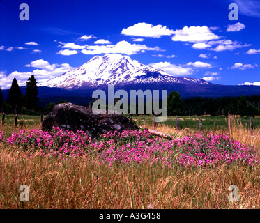 Il Monte Adams a Washington con il blooming wild piselli dolci in primo piano Foto Stock