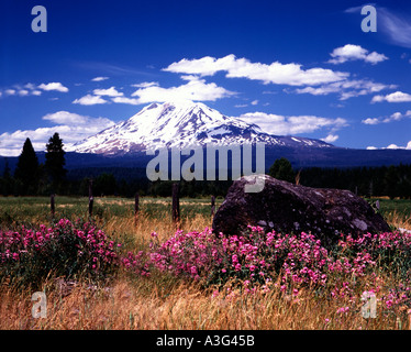 Il Monte Adams a Washington con il blooming wild piselli dolci in primo piano Foto Stock