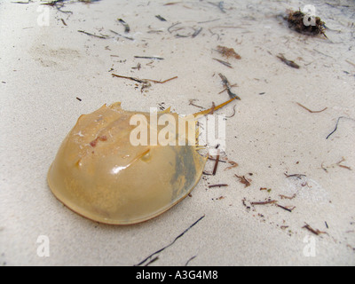 Limulus polyphemus Foto Stock