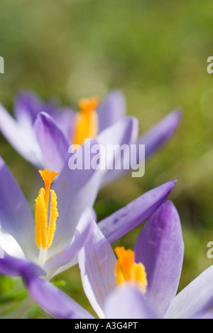 Liliacee crocus vernus crocus vernus Monaco di Baviera Baviera Germania Europa Foto Stock