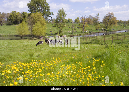 Vacche godendo il lussureggiante erba di primavera di Cotswolds accanto a Sherborne Brook a Sherborne, Gloucestershire Foto Stock