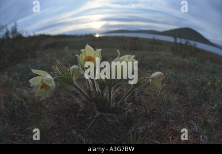 "Pasque fiori. Lago Khuvsgul. A nord della Mongolia Foto Stock