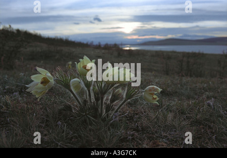 "Pasque fiori. Lago Khuvsgul. A nord della Mongolia Foto Stock