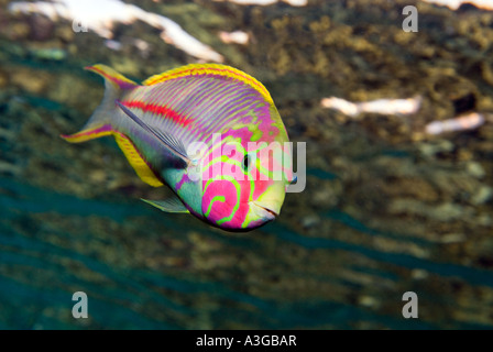 Klunzinger Klunzingers WRASSE Thalassoma klunzingeri rueppellii endemica Wrasse reef MAR ROSSO Sharm el Sheikh Egitto ritratto Foto Stock