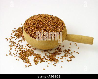 Sorgo Foto Stock