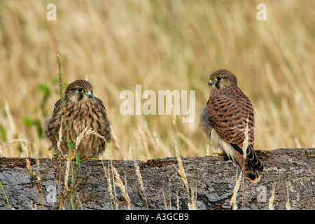Giovani Gheppio Falco tinnunculus appollaiato sulla lunga di faggio in erba lunga potton bedfordshire Foto Stock