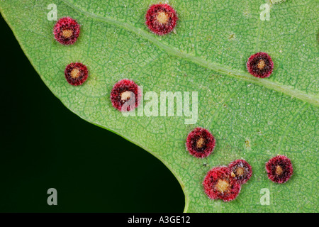 Spangle Galli sulla foglia di quercia potton bedfordshire Foto Stock