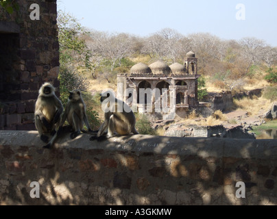 Scimmie Langur riparo dal sole in fronte di una delle vecchie case bagno a Ranthambhore Fort, Rajasthan, India Foto Stock