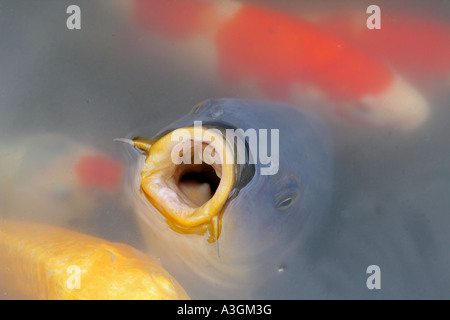 Chiudere l immagine di una bocca aperta di una carpa giapponese in un stagno caratteristico Foto Stock