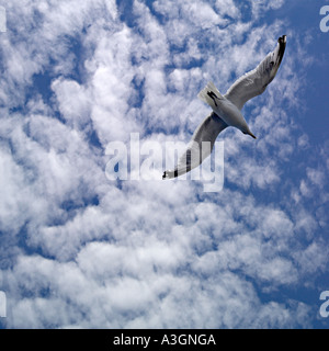 Un gabbiano volare nel cielo Foto Stock