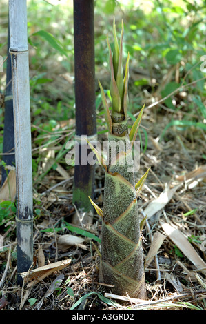 Bambusa lako nero Java Pring wulung black bamboo germogli giovani pianta Foto Stock