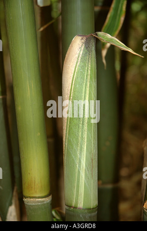 Gigantochloa luteostriata variagated variegato bianco verde giovani germogli foglie con striping Foto Stock
