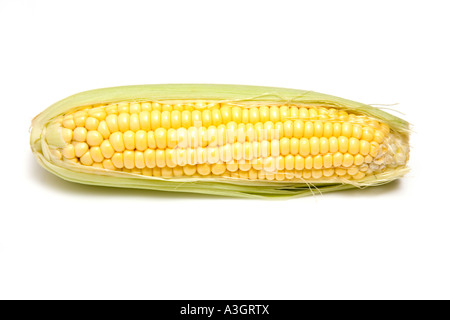 Dolce-mais sulla pannocchia di mais isolato su un bianco di sfondo per studio. Foto Stock
