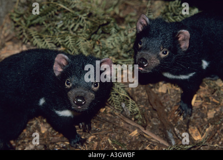 Diavolo della Tasmania (Sarcophilus harrisii) due neonati Tasmania captive Foto Stock