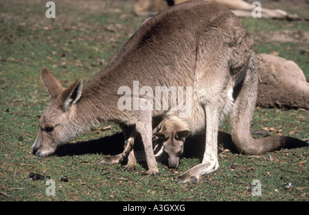 Grigio Canguro con joey Queensland Australia Foto Stock