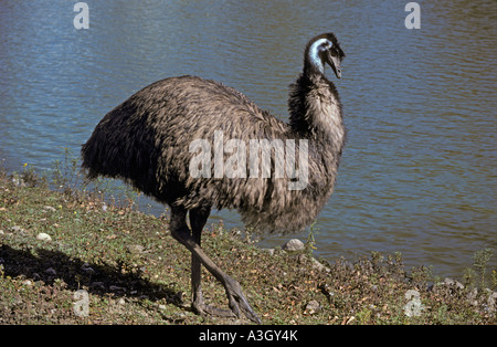L'Uem Dromaius novaehollandiae Queensland Australia Foto Stock
