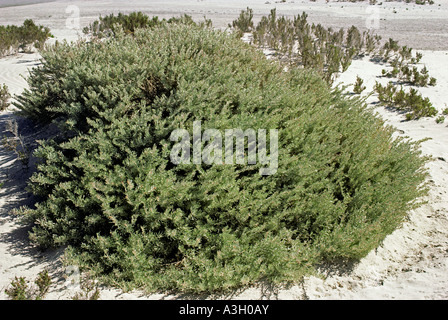 Saltbush Atriplex sp Laguna San Ignacio Baja California Messico Foto Stock