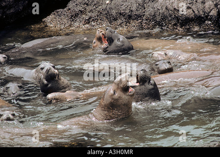 Northern foche elefanti Mirounga angustirostris San Benitos Isola Baja California Messico Foto Stock