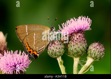 Lettera di bianco Hairstreak Stryminidia w alimentazione album su thistle potton bedfordshire Foto Stock