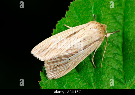 Wainscot comune Mythimna pallens a riposo sulla lamina potton bedfordshire Foto Stock