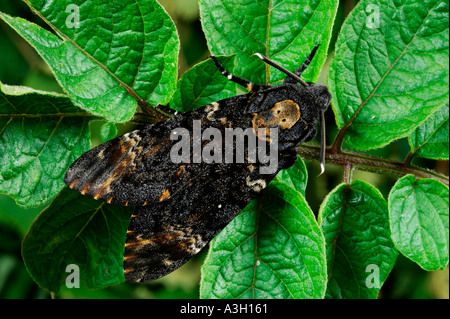 La morte di testa s Hawk moth Acherontia atropo a riposo sulla lamina potton bedfordshire Foto Stock