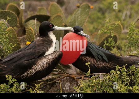 Di corteggiamento Frigatebirds magnifica Fregata magnificens isole Galapagos Foto Stock