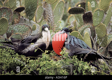 Di corteggiamento Frigatebirds magnifica Fregata magnificens isole Galapagos Foto Stock