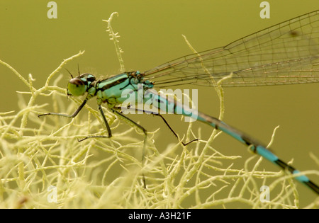 Comune damselfly blu sui licheni Foto Stock