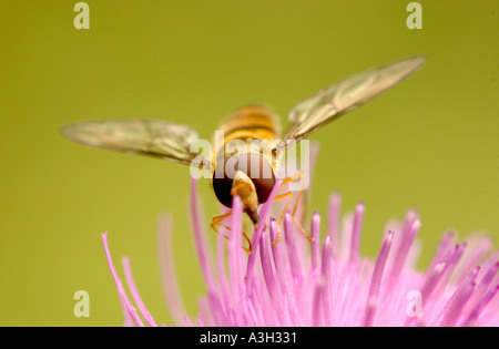 Hoverfly atterra su una testa di cardo rosa. Ritratto maco foto primo piano Foto Stock